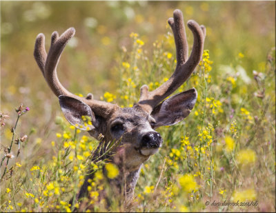coastal buck