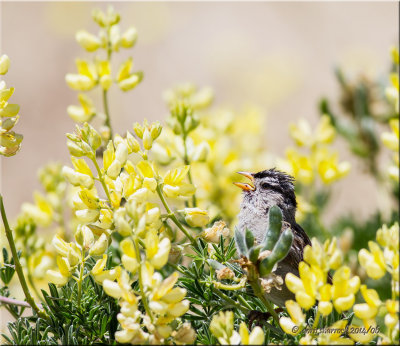 white-crowned sparrow in lupines