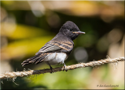 black phoebe, juvenile
