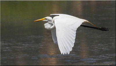 great egret in flight