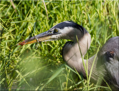 great blue heron