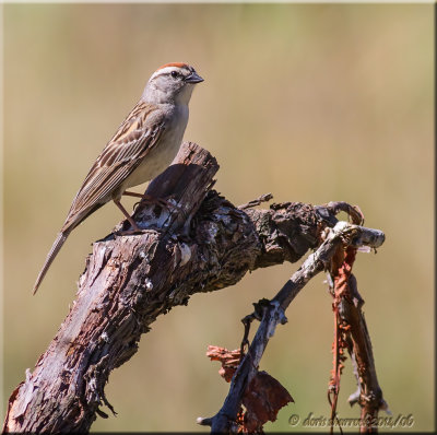 chipping sparrow