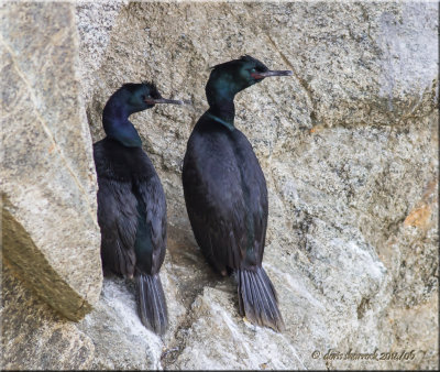 pelagic cormorants