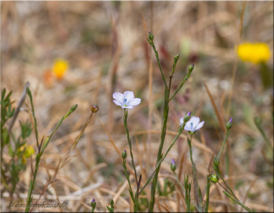 wild flowers