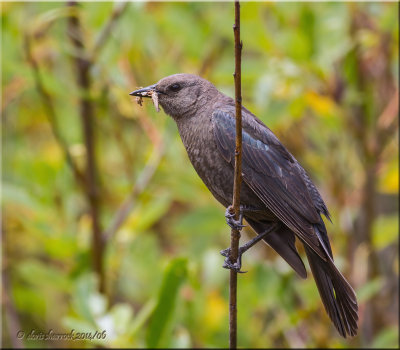 red-winged blackbird, female with bugs