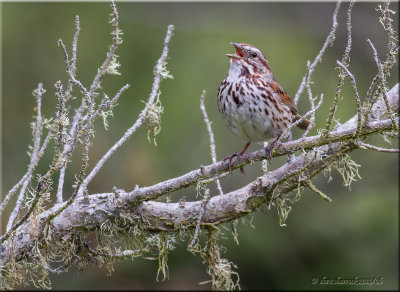 song sparrow
