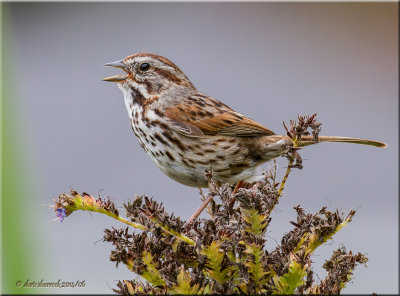 song sparrow, close-up[