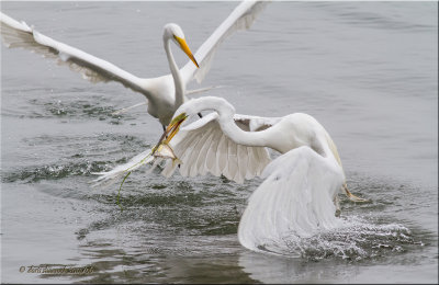 Wading Birds, short & long-legged