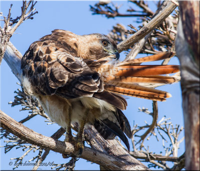 red-tailed hawk, preening