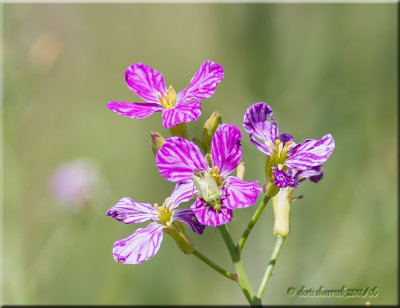 wild radish