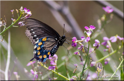 pipevine butterfly