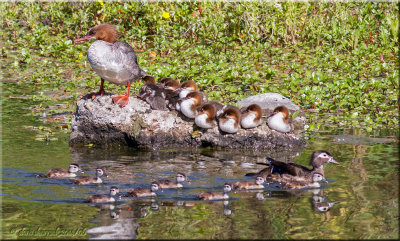red-breasted merganser and wood duck families
