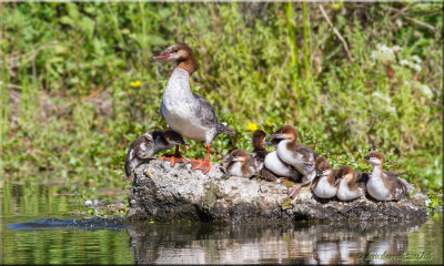 red-breasted merganser with chicks