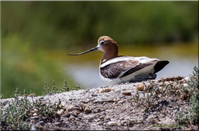 american avocet