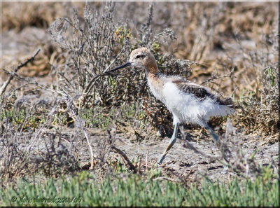 american avocet, juvenile