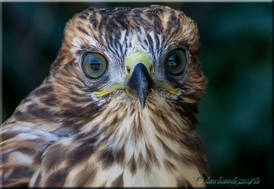 A Closer Look at Birds
