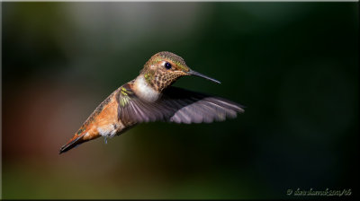 allen's hummingbird