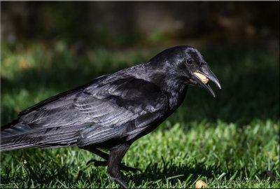 american crow