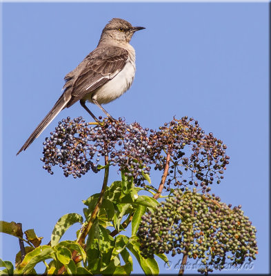 norther mockingbird