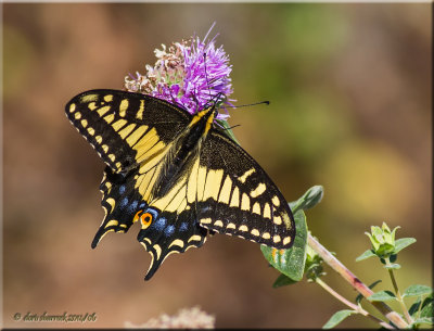 swallowtail butterfly