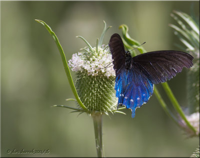pipevile butterfly
