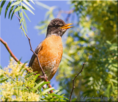 american robin