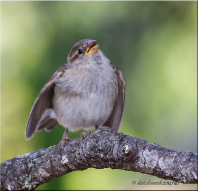 house sparrow, fledgling