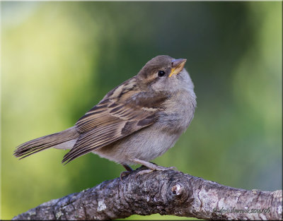 Baby Birds