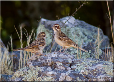 lark sparrows