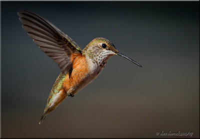 Allen's Hummingbird