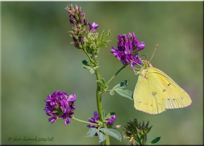 Orange Sulphur Butterfly