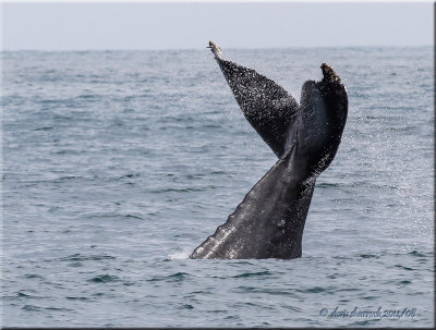 Humpback Whale 