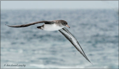 Pink-footed Shearwater