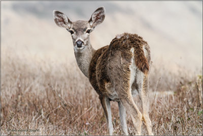 coastal deer doe
