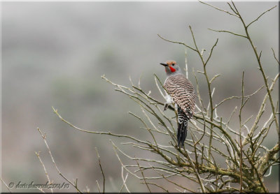 northern flicker