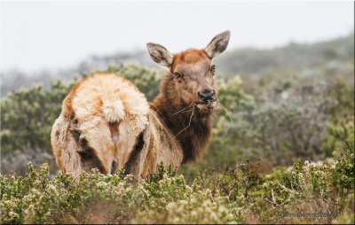 tule elk cow