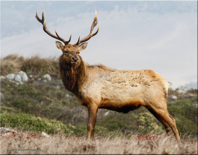 tule elk bull