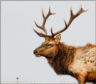 tule elk bull