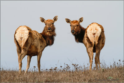 tule elk cows