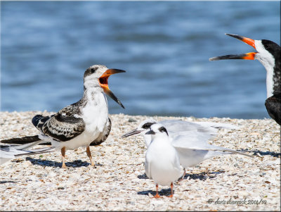 northern skimmers