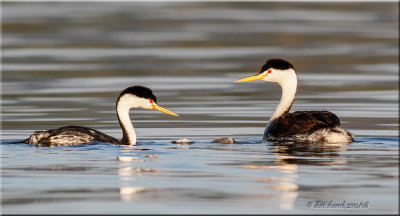 clarks grebes
