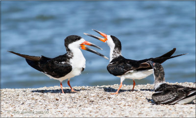 northern skimmers