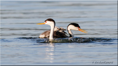 Clarks Grebes