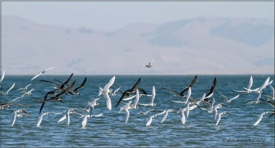 northern skimmers