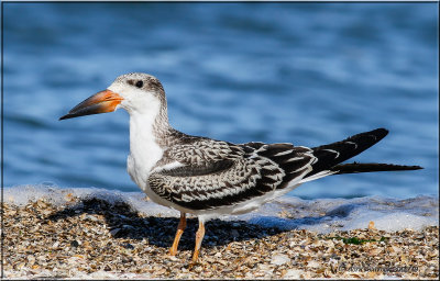 northern skimmers