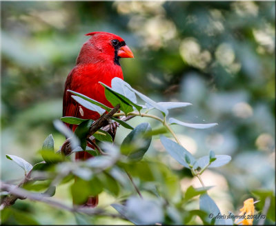 northern cardinal