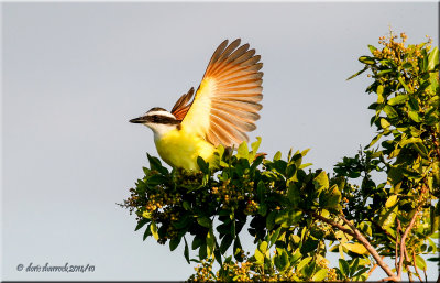 great kiskadee
