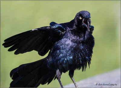 boat-tailed grackle