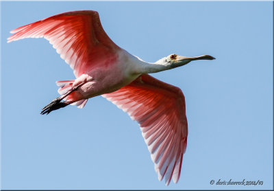 roseate spoonbill