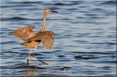 reddish egret